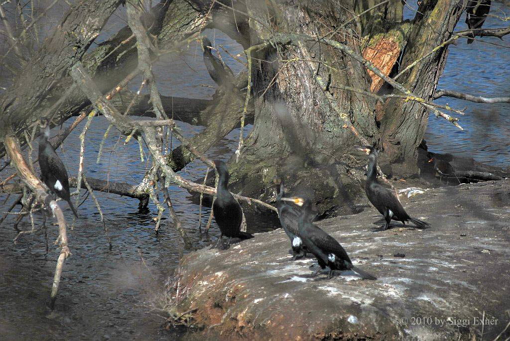 Kormoran Phalacrocorax carbo