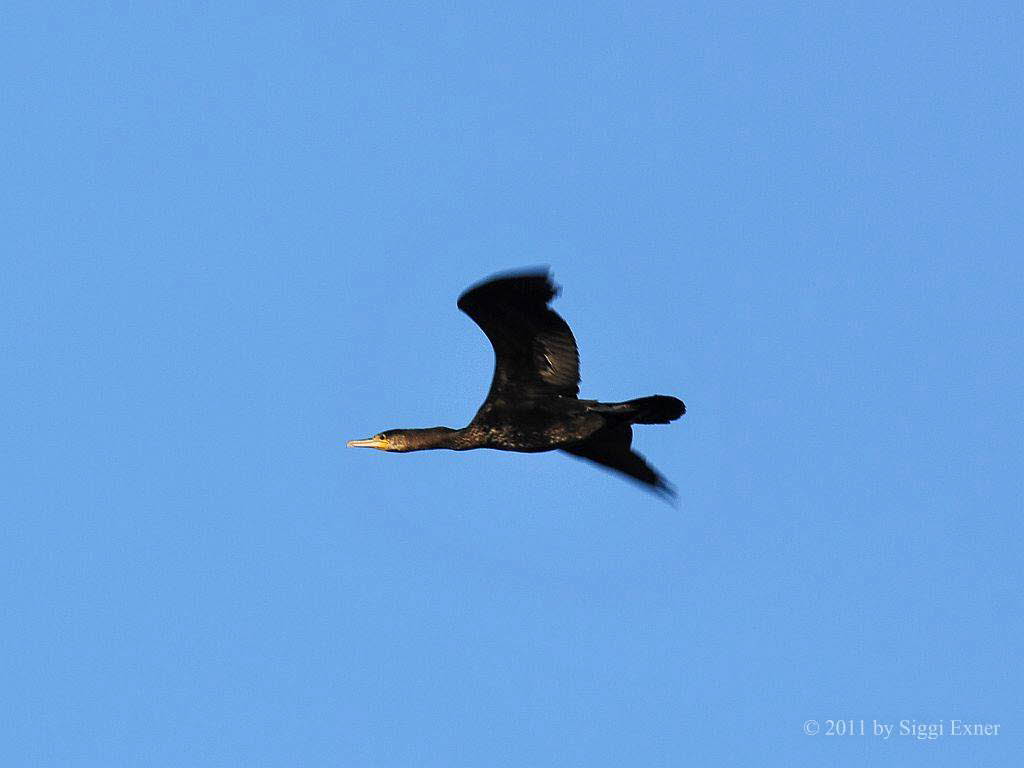 Kormoran Phalacrocorax carbo