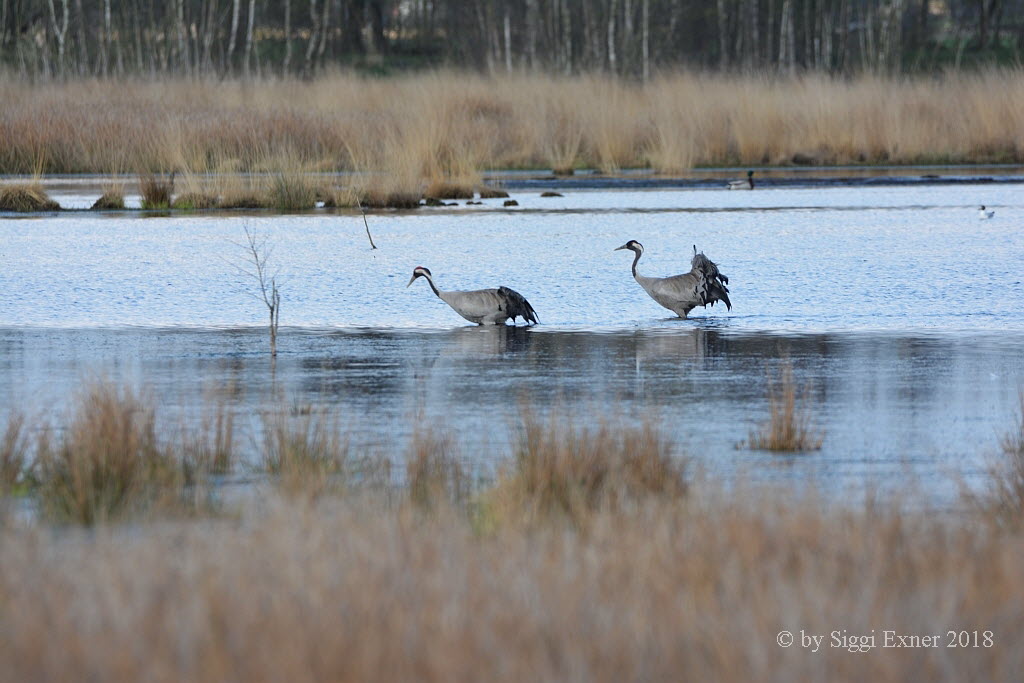 Kraniche Grus grus