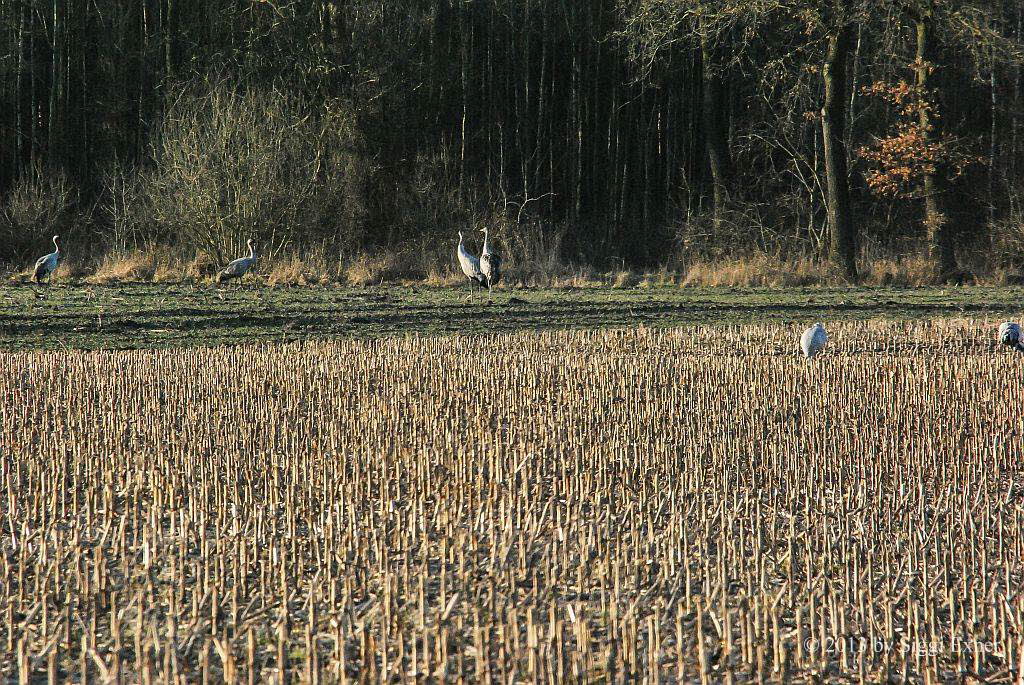 Kraniche Grus grus