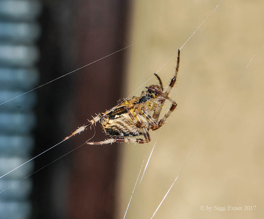 Gartenkreuzspinne Araneus diadematus