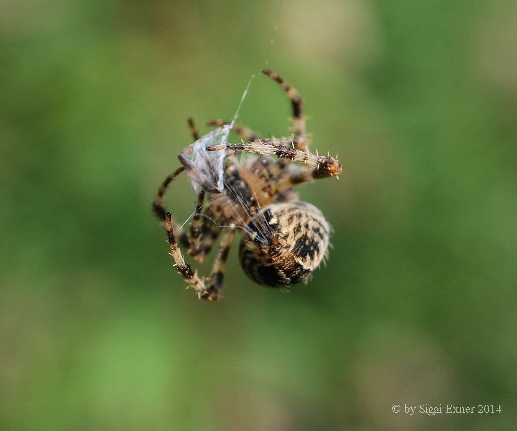 Gartenkreuzspinne Araneus diadematus