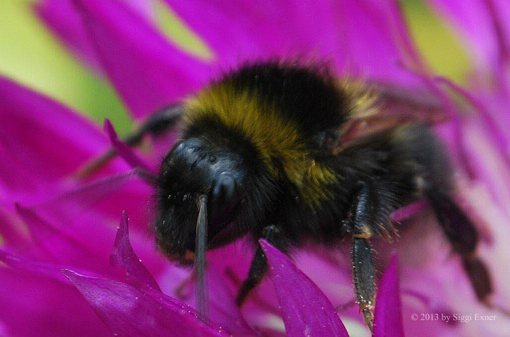 Kuckuckhummel Bombus cf. barbutellus