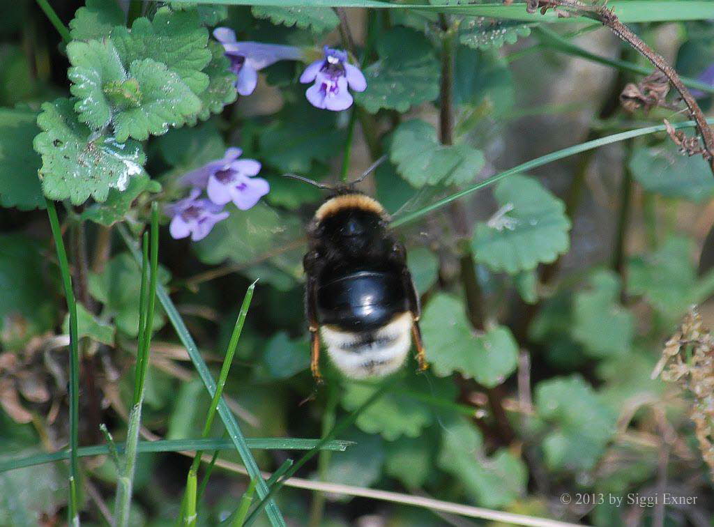 Kuckuckshummel Bombus (Psithyrus)  