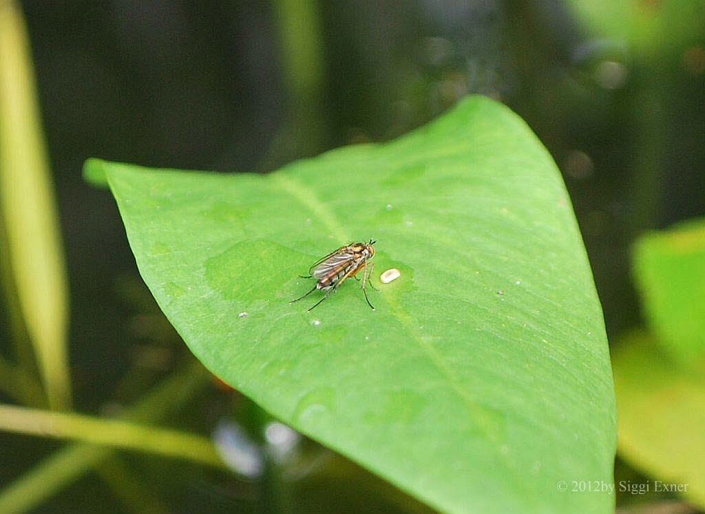 Langbeinfliege Dolichopodidae sp.