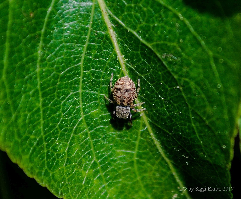 Gewhnliche Kferspringspinne  Ballus chalybeius