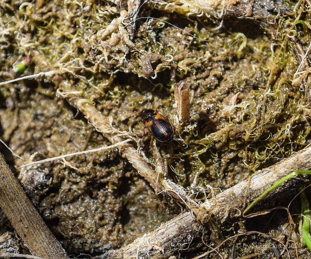 Acupalpus parvulus Zweifarbiger Buntschnelllufer