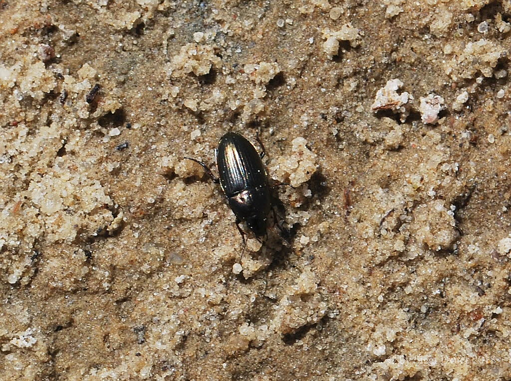 Amara cf eurynota Groer Kanallufer