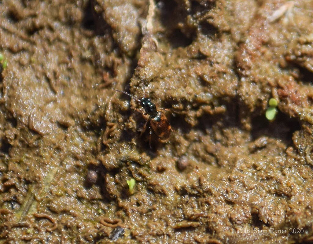 Bembidion articulatum Schrgfleck-Ahlenlufer