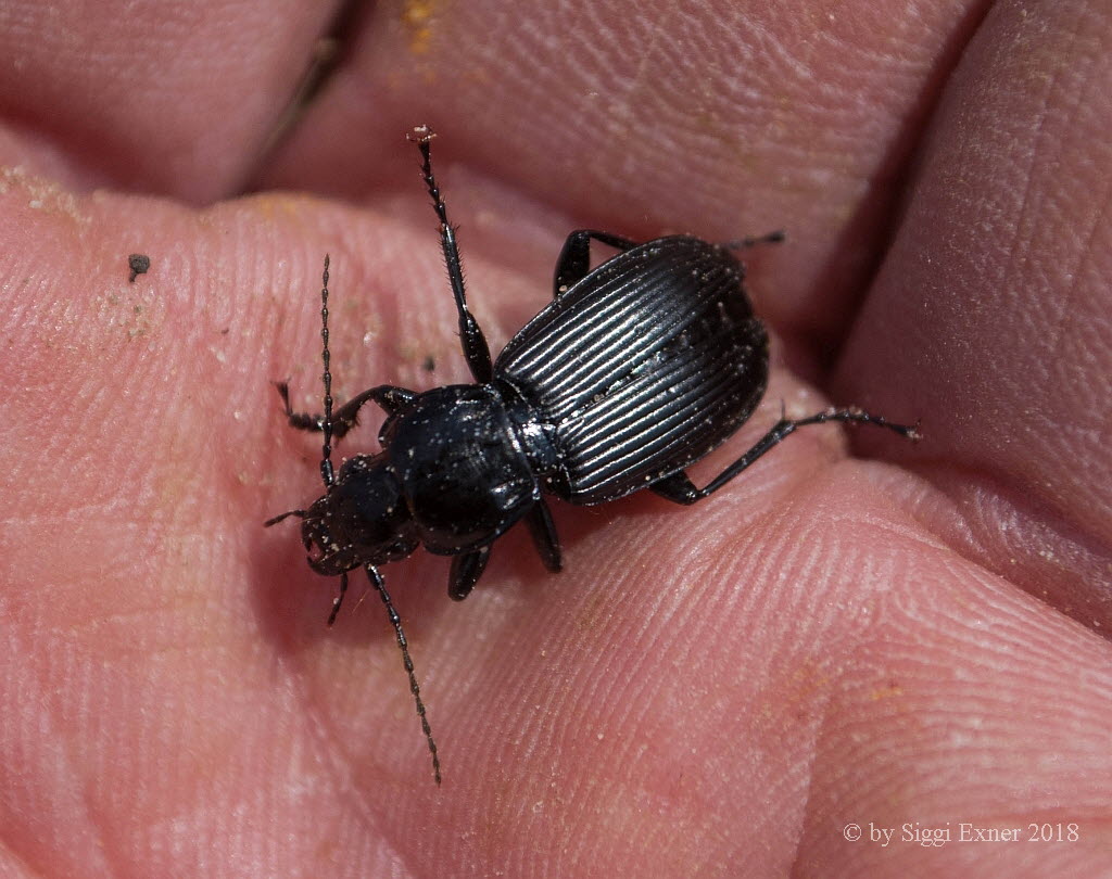 Pterostichus melanarius Gemeiner Grabkfer