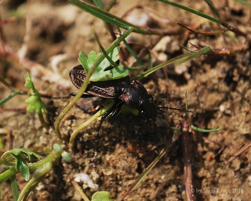 Carabus granulatus Krniger Laufkfer