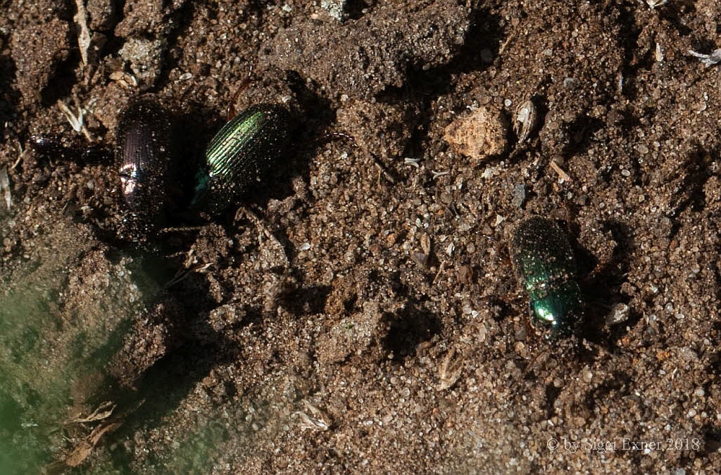 Harpalus affinis Metallfarbener Schnelllufer 