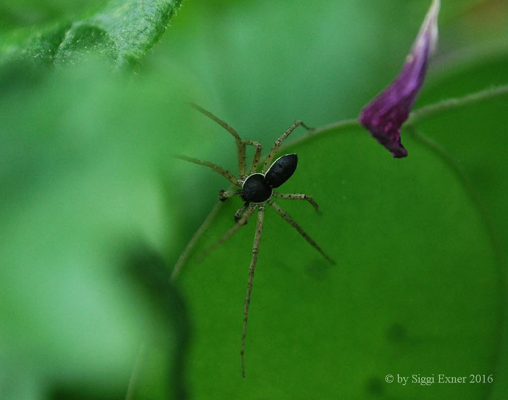 Laufspinne Philodromus dispar