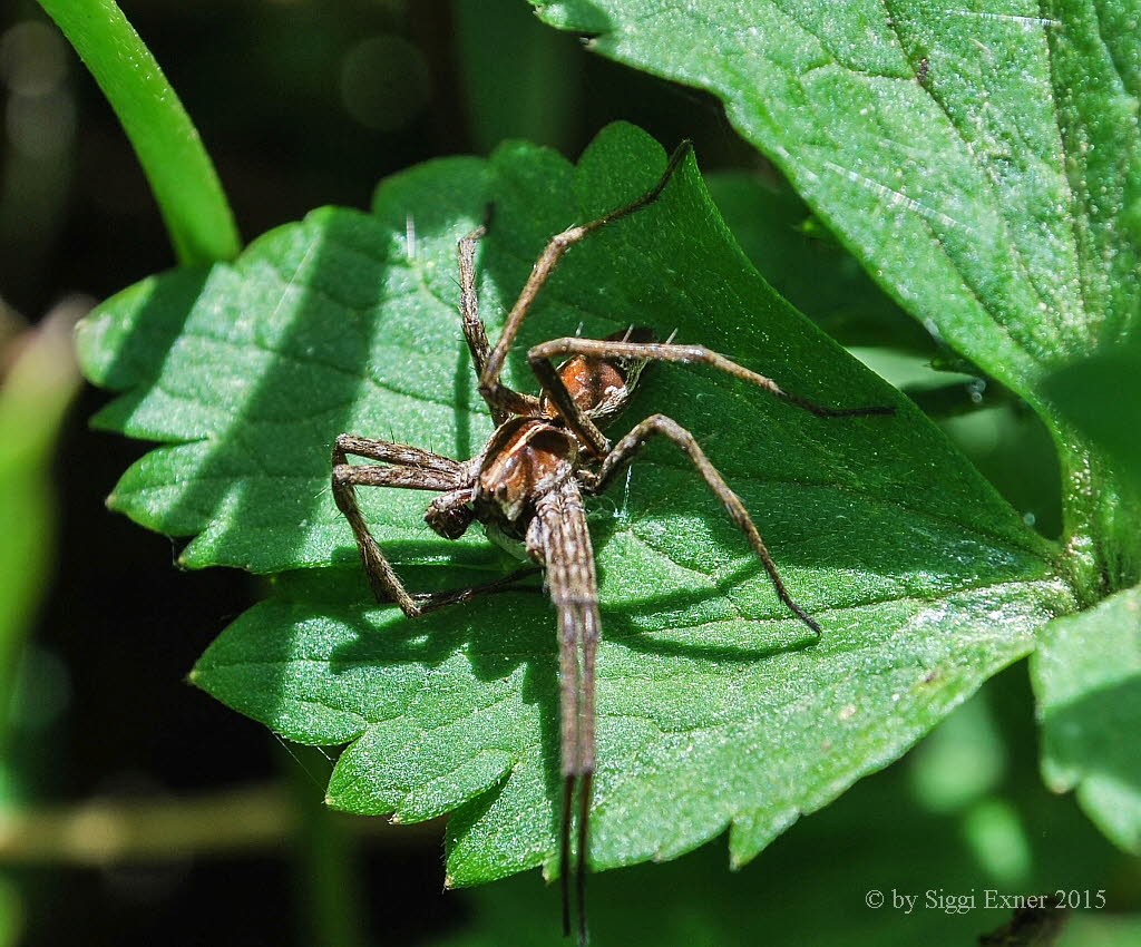 Listspinne Pisaura mirabilis