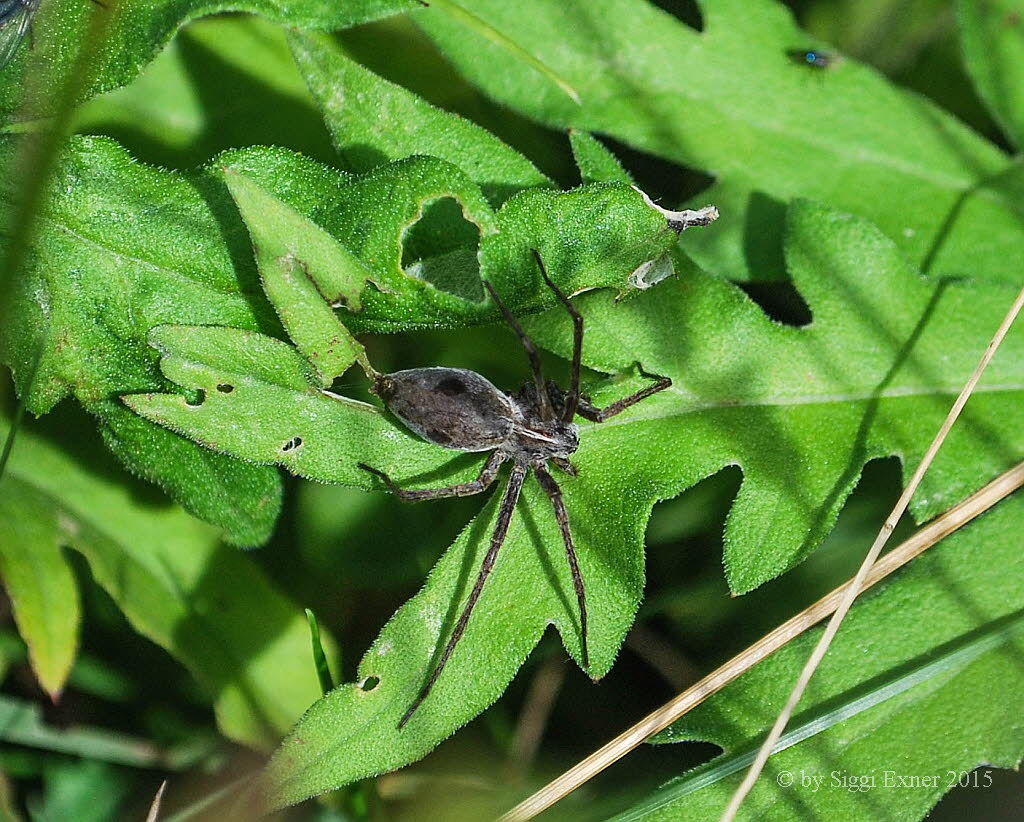 Listspinne Pisaura mirabilis