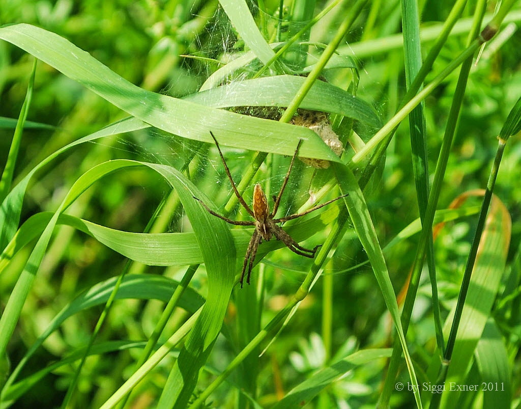 Listspinne Pisaura mirabilis