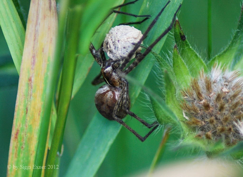 Listspinne Pisaura mirabilis