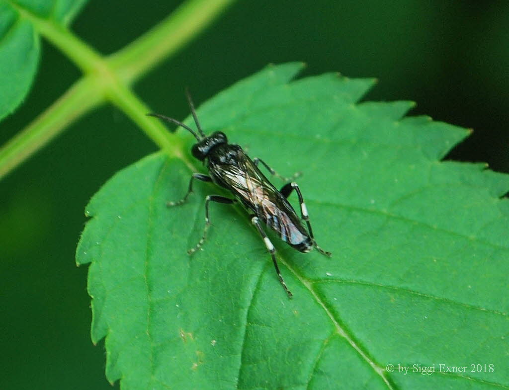 Macrophya cf ribis