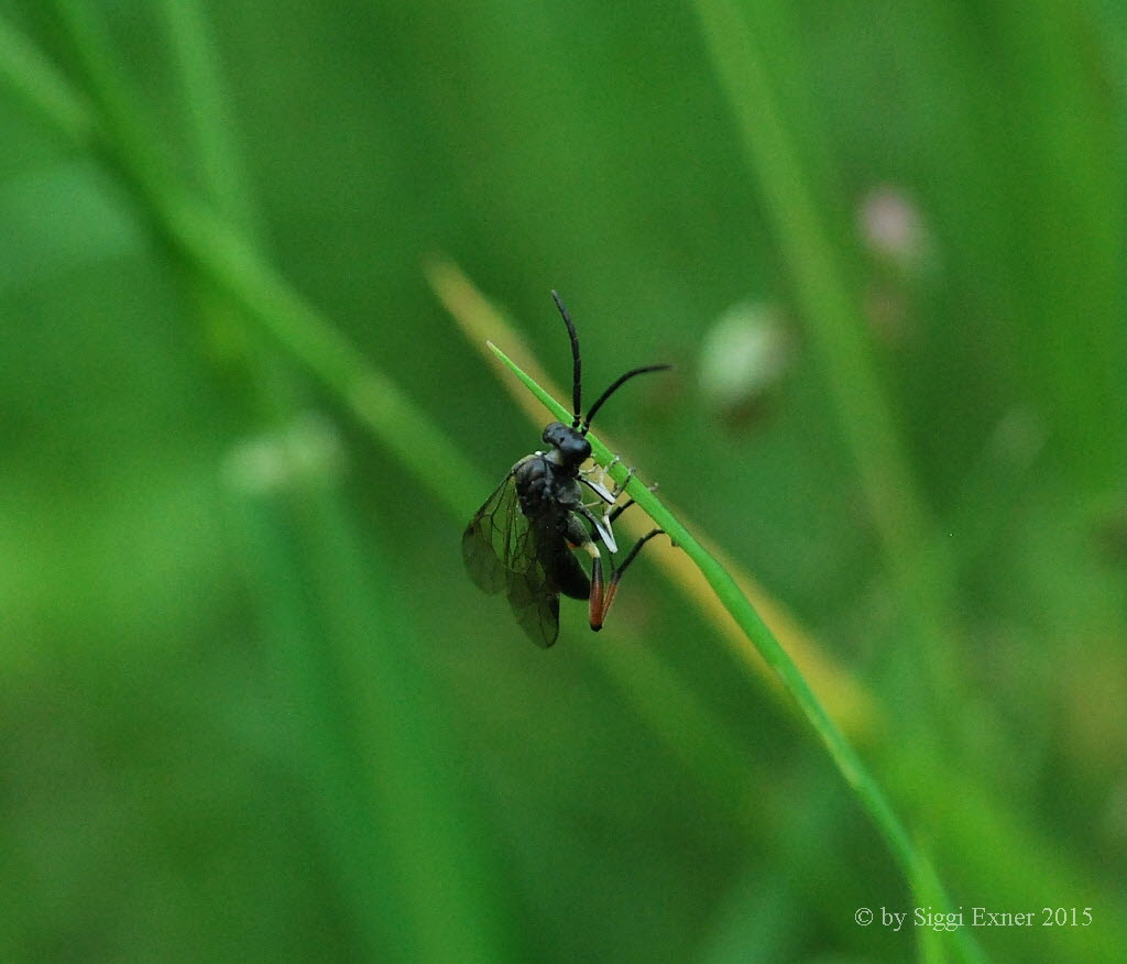 Macrophya sanguinolenta