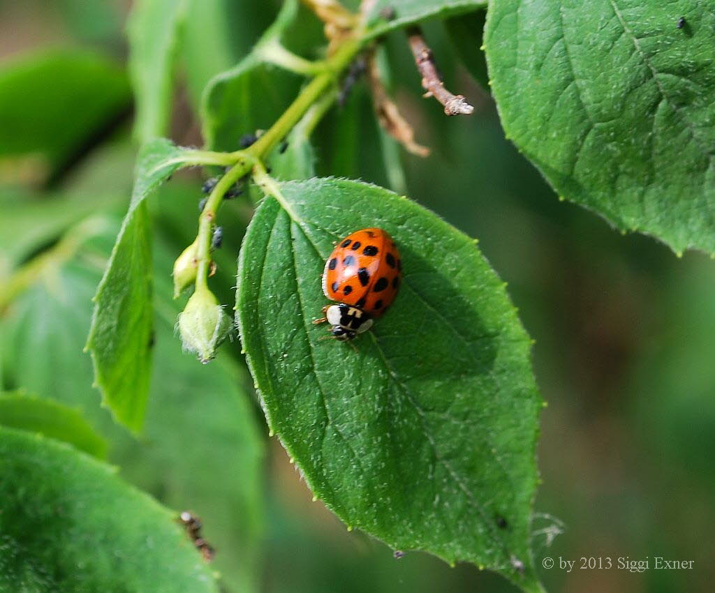 Asiatischer Marienkfer Harmonia axyridis