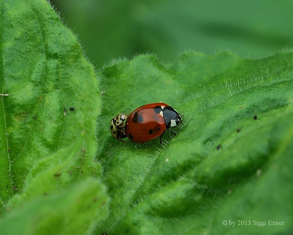 Siebenpunkt Coccinella septempunctata