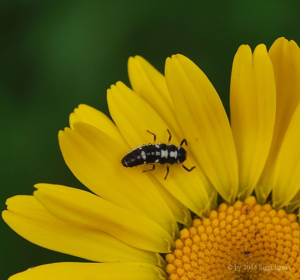 Vierzehnpunkt-Marienkfer Propylea quatuordecimpunctata