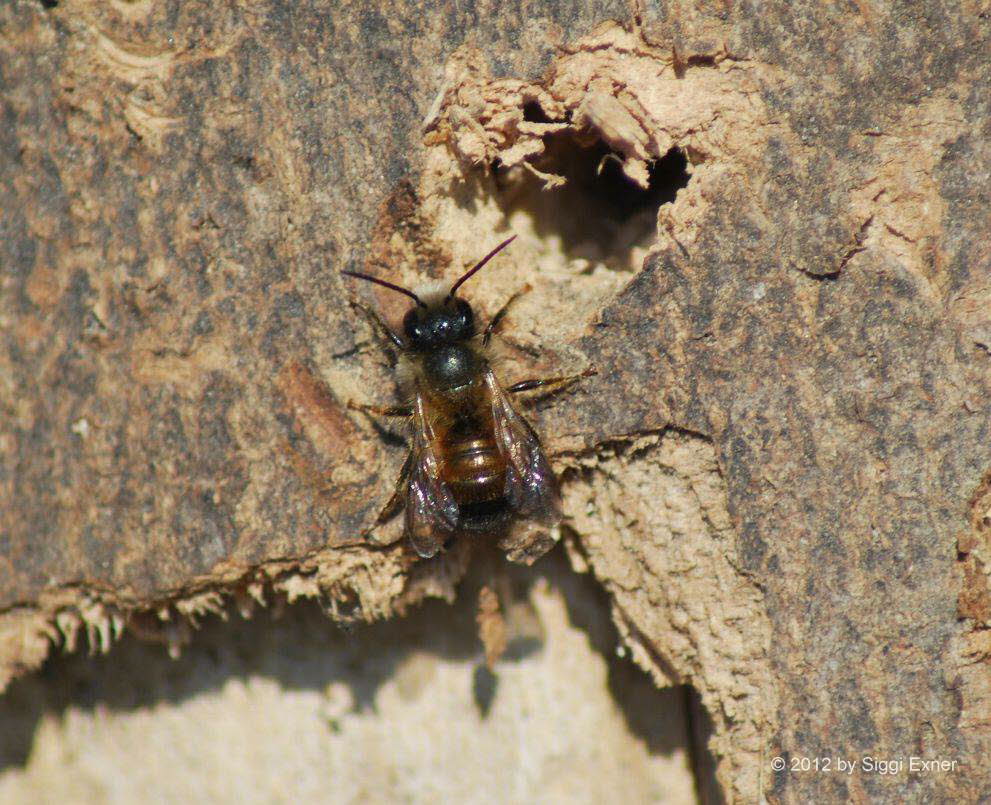 Rote Mauerbiene Osmia bicornis (rufa)