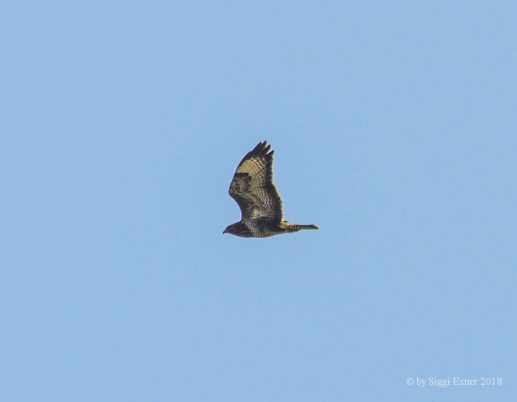 Musebussard Buteo buteo