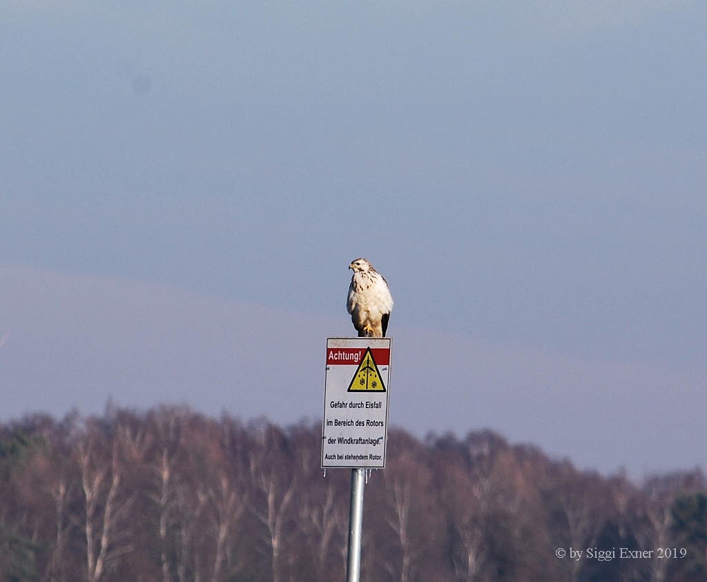 Musebussard Buteo buteo