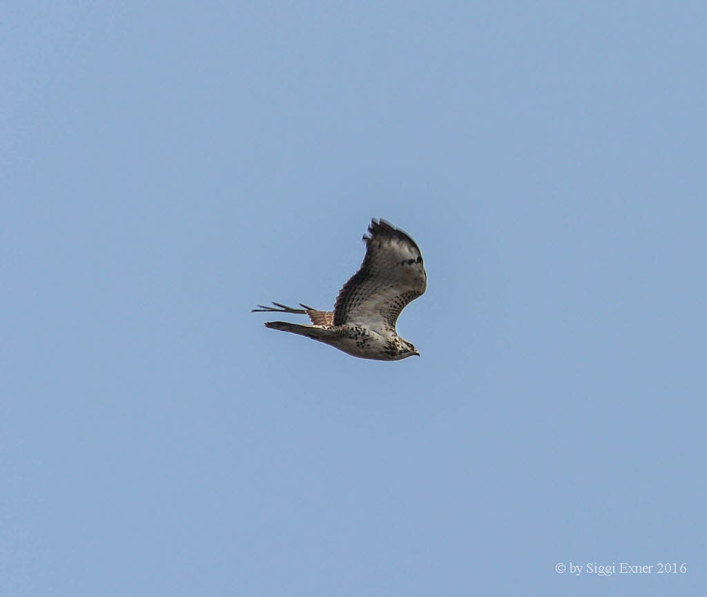 Musebussard Buteo buteo