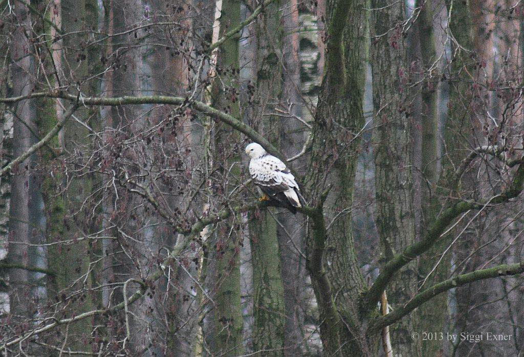 Musebussard Buteo buteo