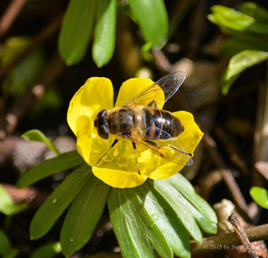 Eristalis tenax Mistbiene 