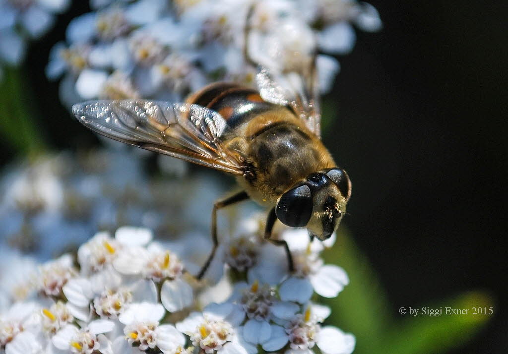 Eristalis tenax Mistbiene 