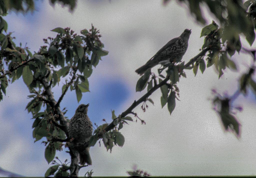 Misteldrossel Turdus viscivorus