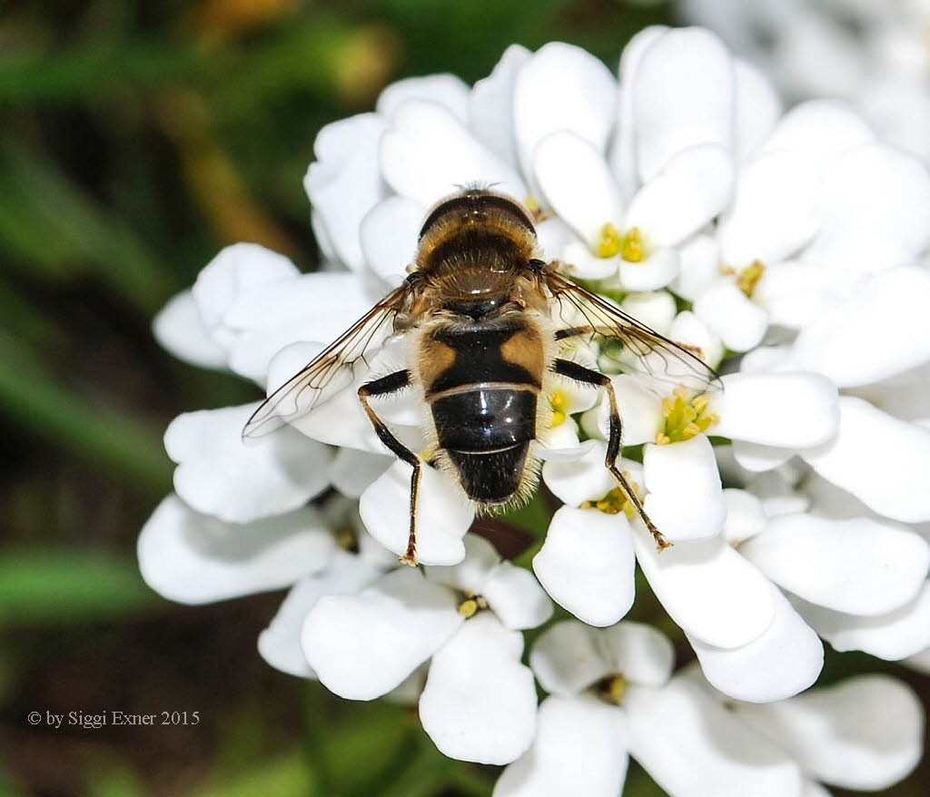 Eristalis interrupta Mittlere Keilfleckschwebfliege 