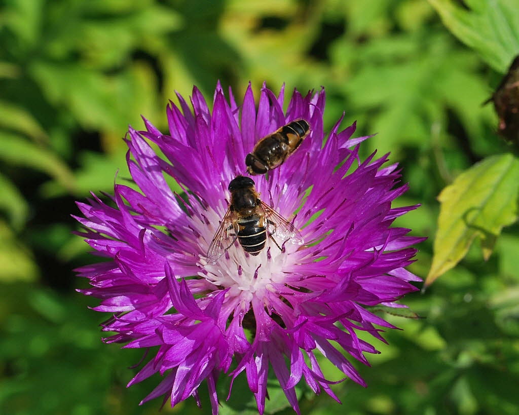 Eristalis interrupta Mittlere Keilfleckschwebfliege 