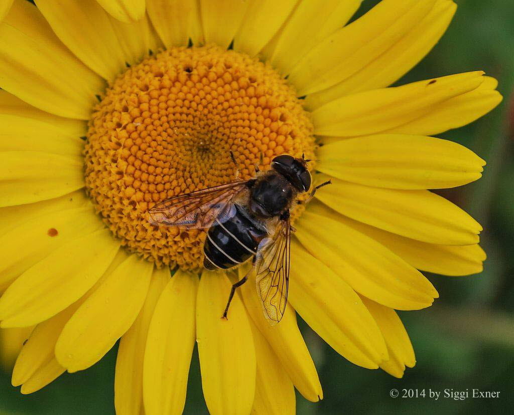 Eristalis interrupta Mittlere Keilfleckschwebfliege 