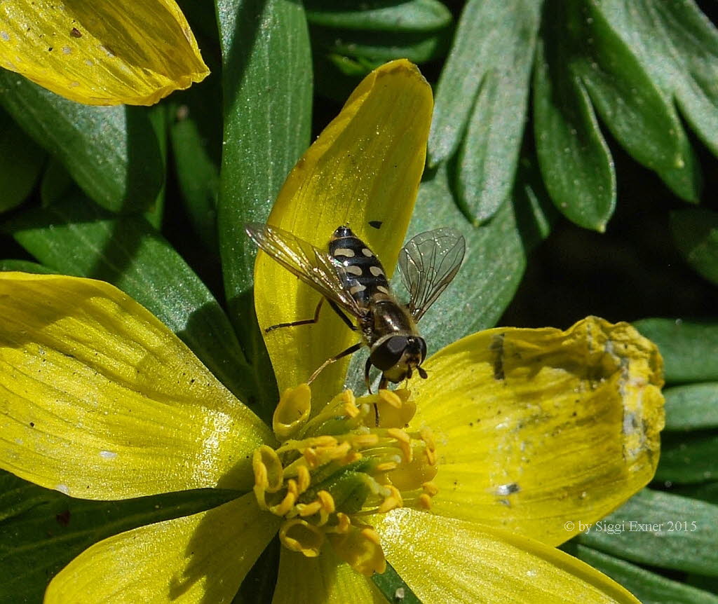 Eupeodes luniger Mondfleck Feldschwebfliege