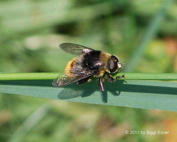 Merodon equestris Narzissenschwebfliege