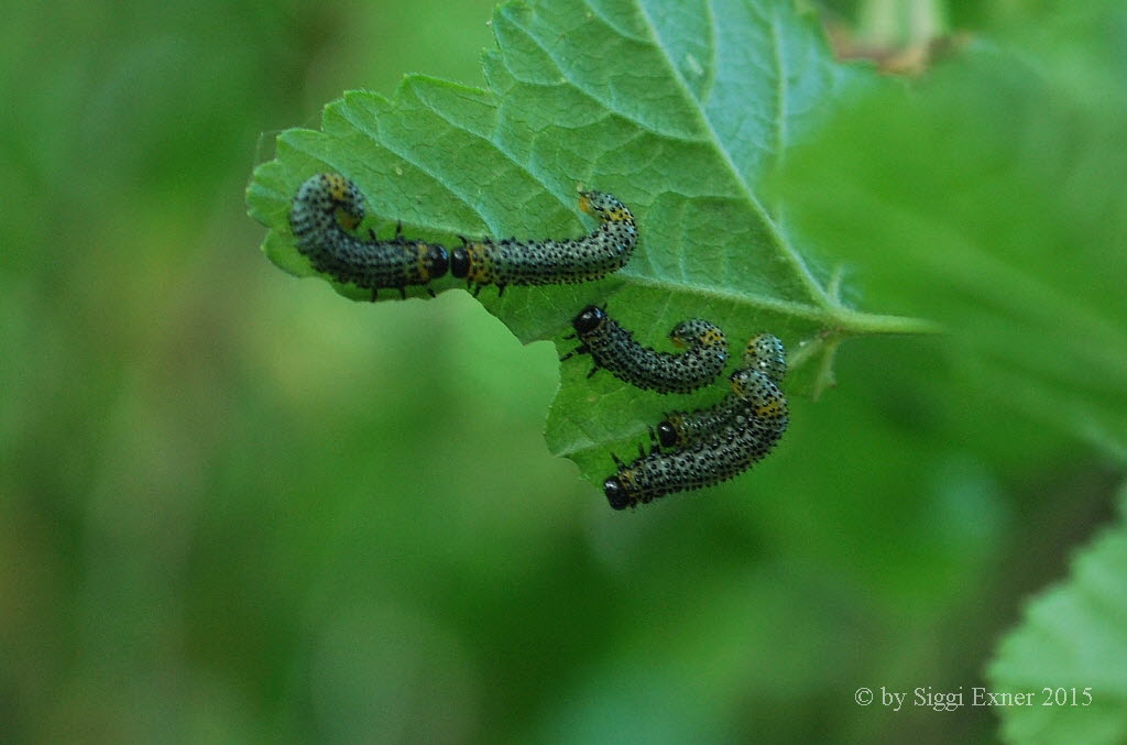 Nematus ribesii