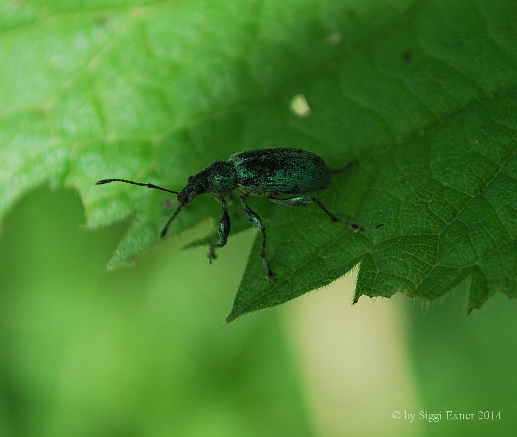 Phyllobius pomaceus Nessel-Blattrssler