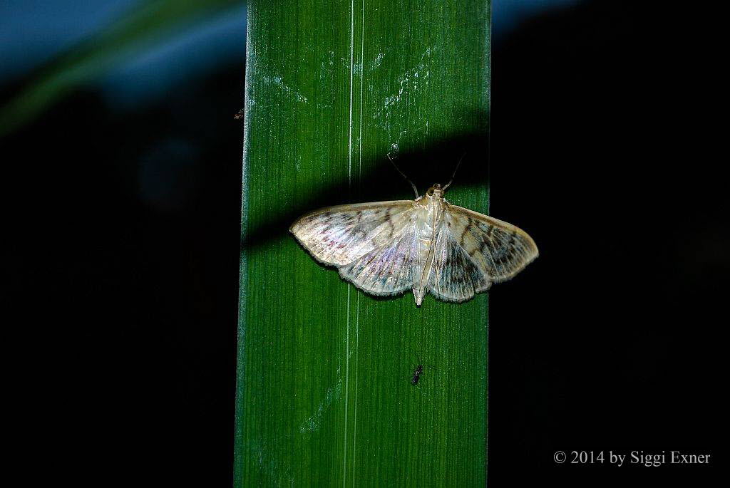 Patania ruralis Blasser Nesselznsler