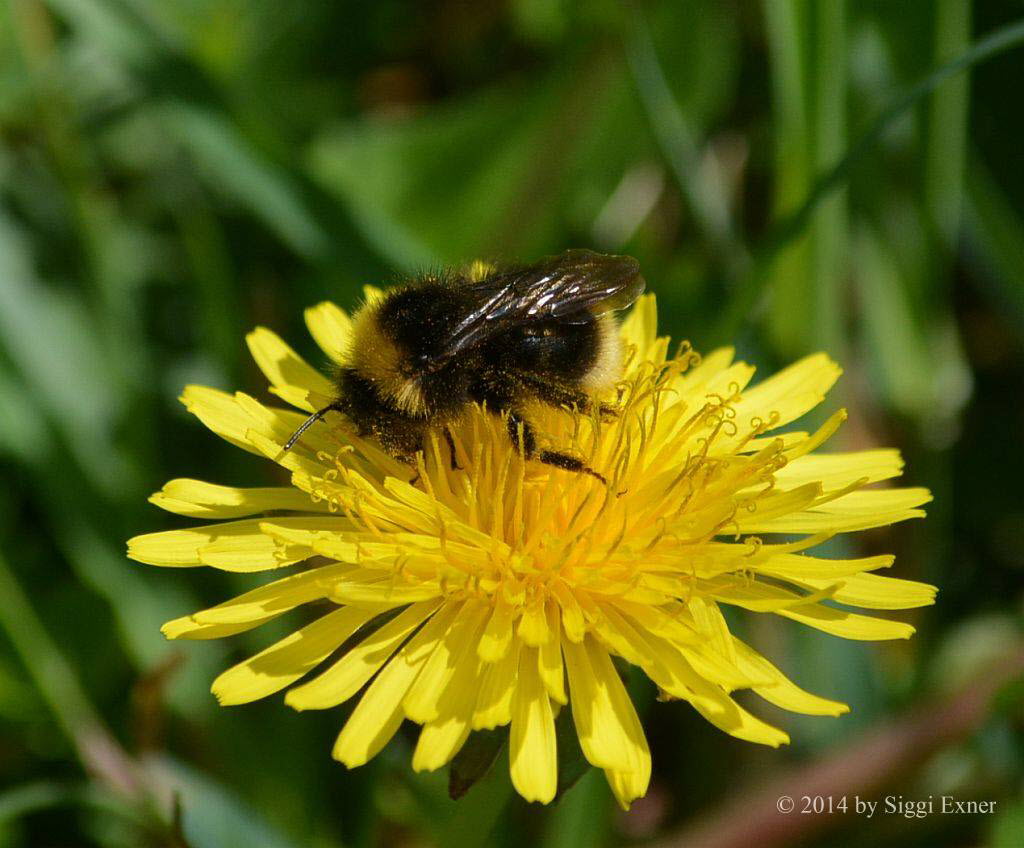 Norwegische Kuckuckshummel Bombus cf norvegicus