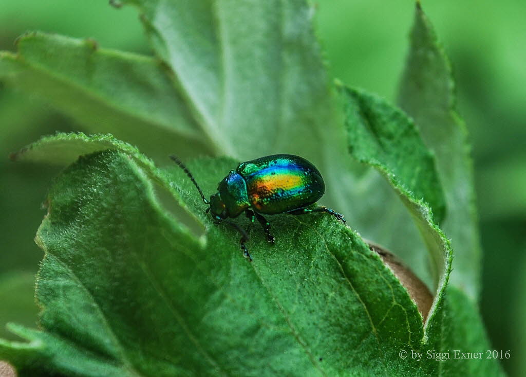 Chrysolina fastuosa Ovalugiger Blattkfer