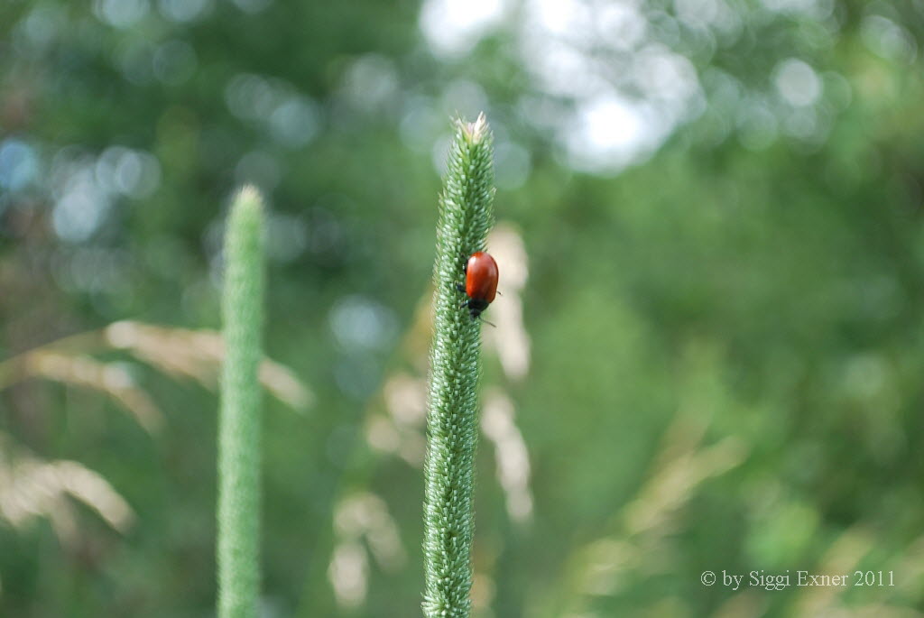 Chrysomela populi Pappelblattkfer