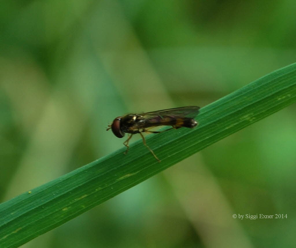 Platycheirus cf peltatus Schwebfliege