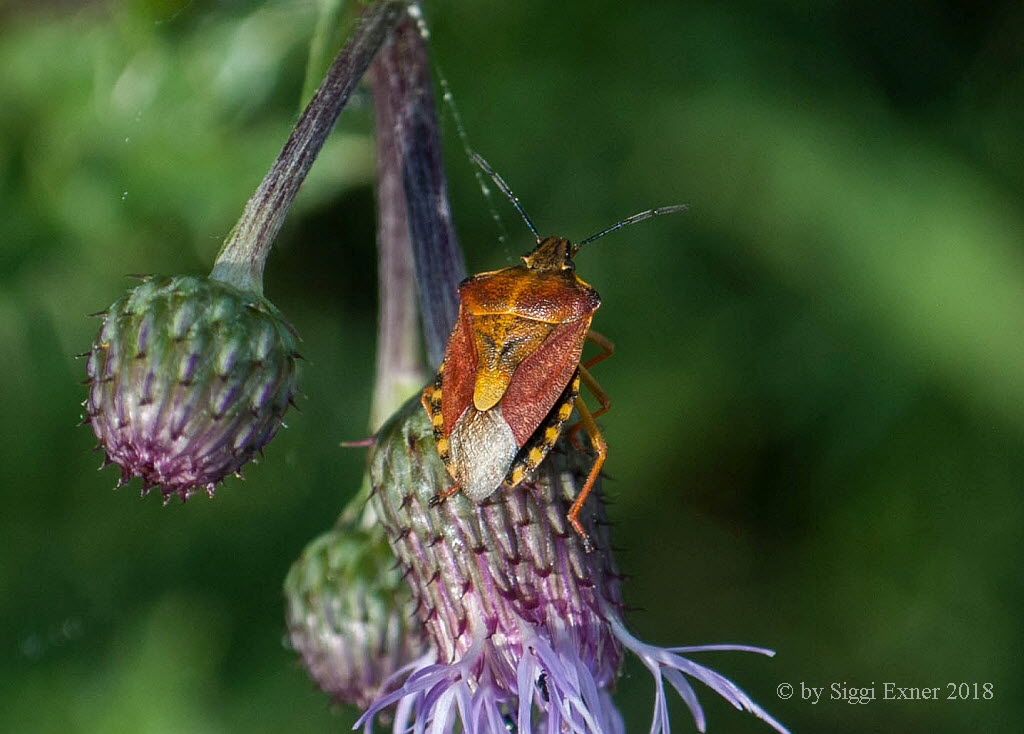 Purpur-Fruchtwanze Carpocoris pudicus