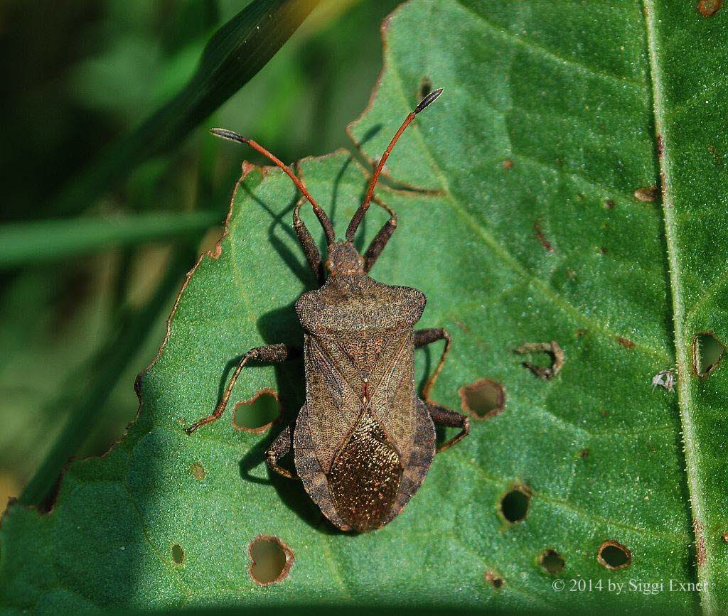 Lederwanze Coreus marginatus