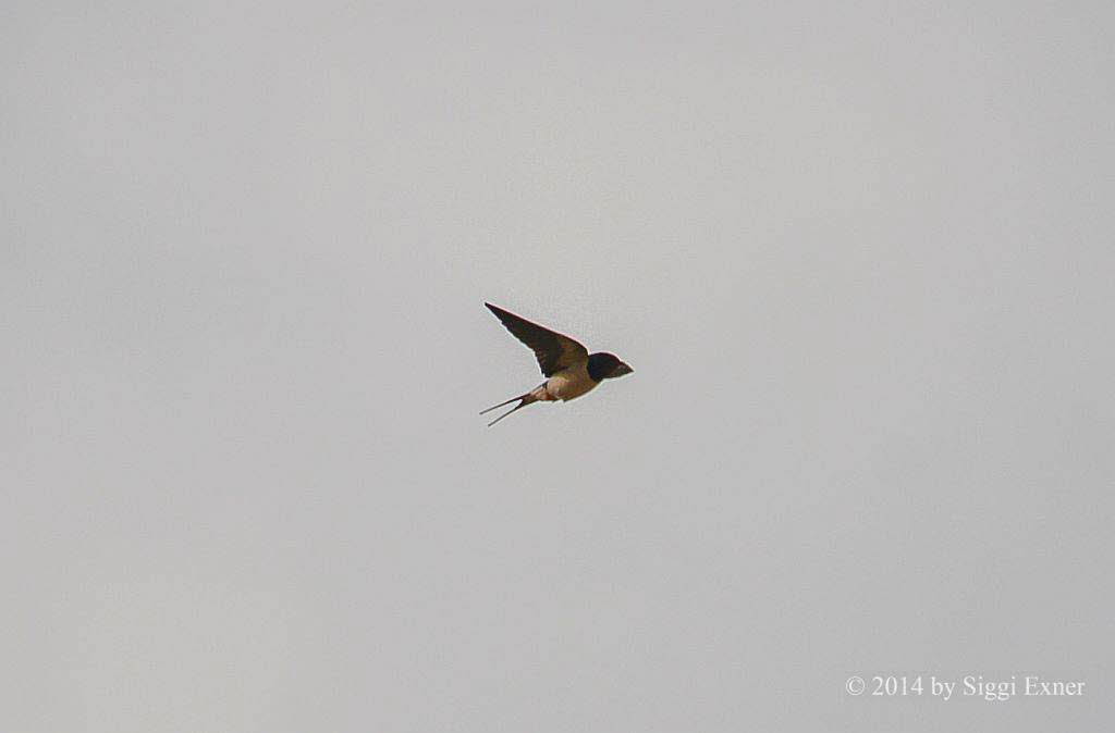 Rauchschwalben Hirundo rustica