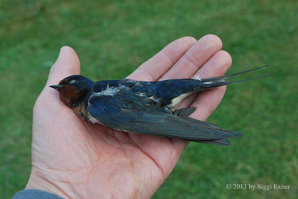 Rauchschwalben Hirundo rustica